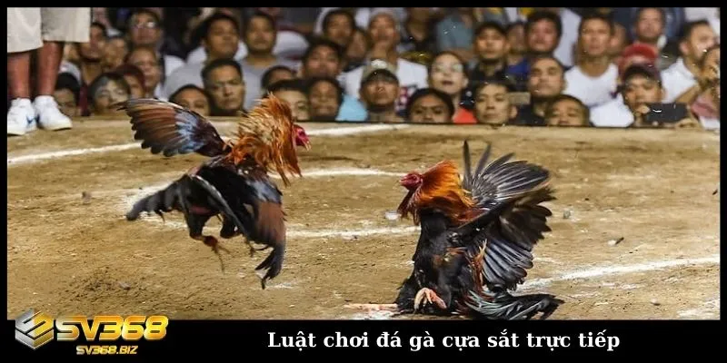 Đá gà cựa sắt là gì? Khám phá môn thể thao cá cược hấp dẫn 1 Tìm hiểu về luật đấu gà cựa sắt trực tiếp