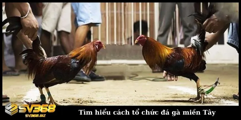 Đá gà miền tây có gì đặc sắc? Các thể loại đấu gà miền Tây 4 Khám phá cách tổ chức đấu gà miền Tây